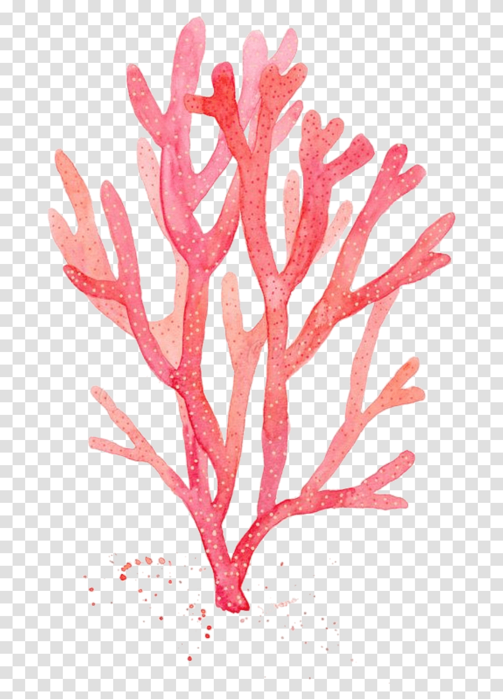 Download Red Coral Watercolor Painting Drawing Algae Red Seaweed Drawing, Plant, Flower, Blossom, Tree Transparent Png