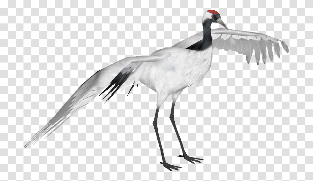 Download Red Crowned Crane Red Crowned Crane Full Red Crowned Crane, Bird, Animal, Crane Bird, Stork Transparent Png