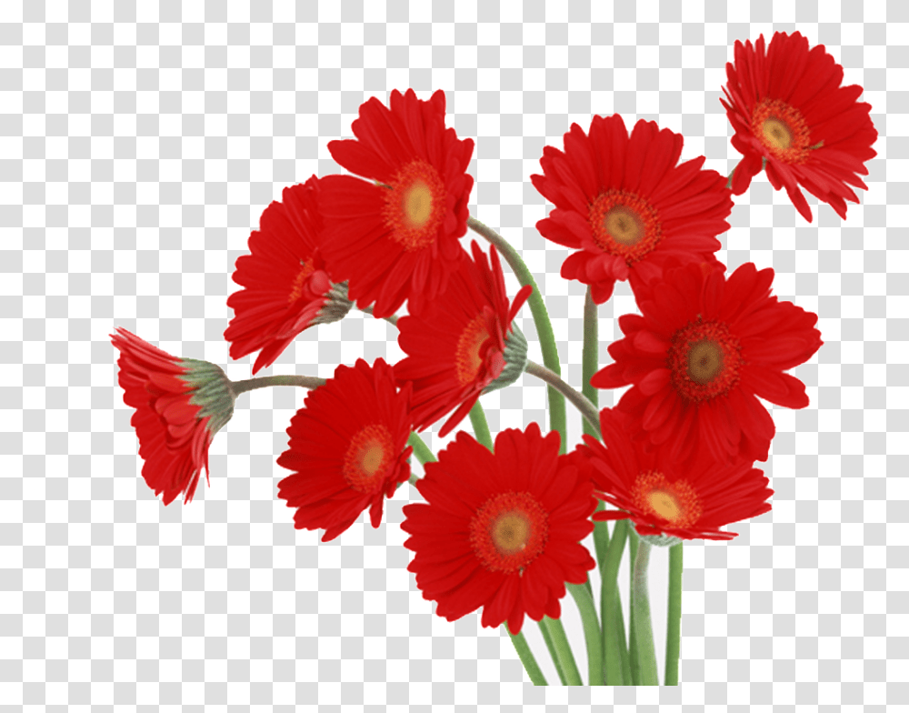Download Red Daisy Gerbera Flowers Red Image With Nice Flowers, Plant, Blossom, Hibiscus, Petal Transparent Png