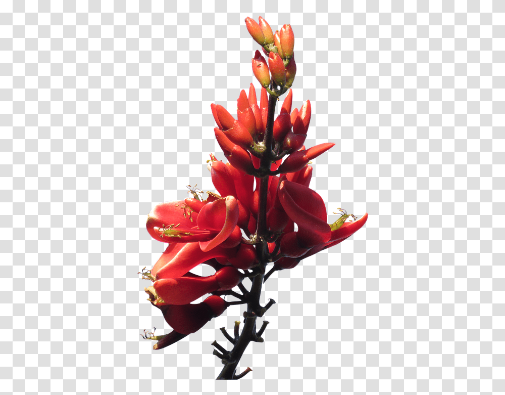 Download Red Flowers Pic Australian Native Flower, Plant, Vase, Jar, Pottery Transparent Png