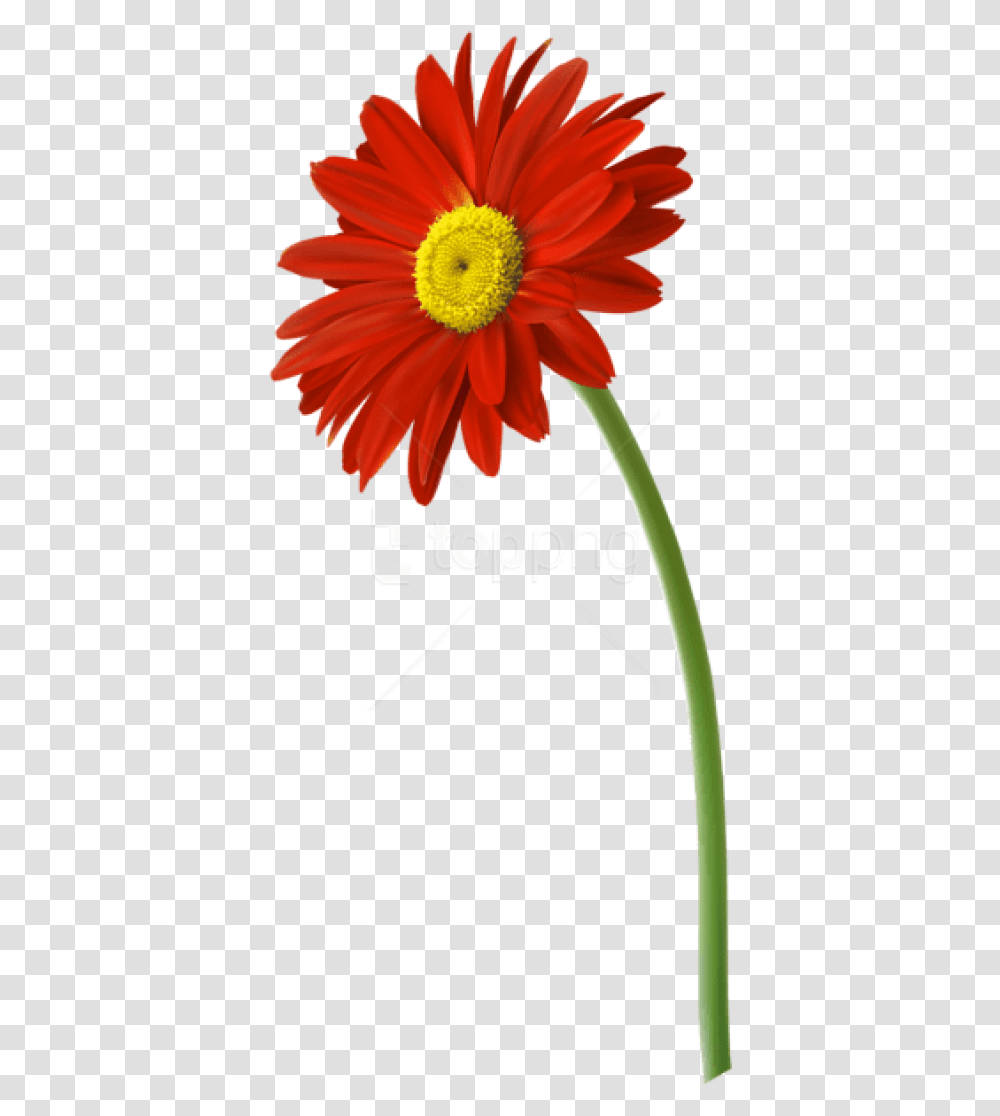 Download Red Gerbera Flower Images Gerbera Flower, Plant, Blossom, Daisy, Daisies Transparent Png
