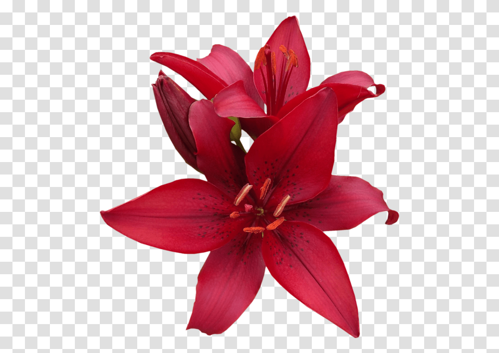 Download Red Lilies Red Lily Flower, Plant, Blossom, Amaryllis, Rose Transparent Png
