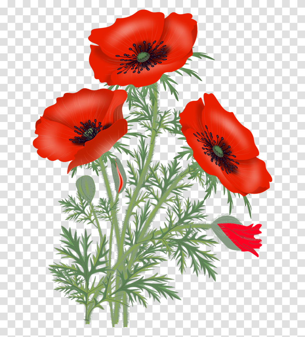Download Red Poppies Poppy Flowers Flower Pictures Poppies, Plant, Blossom, Anemone, Leaf Transparent Png