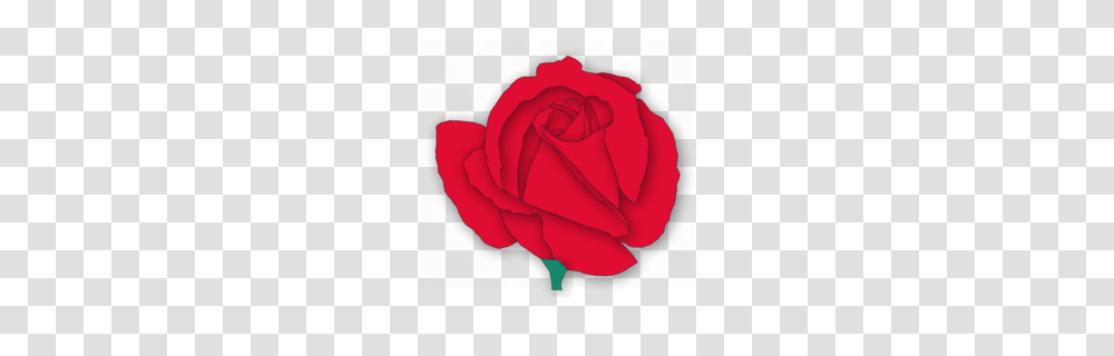 Download Red Rose Cartoon Clipart Garden Roses Cabbage, Flower, Plant, Blossom, Petal Transparent Png