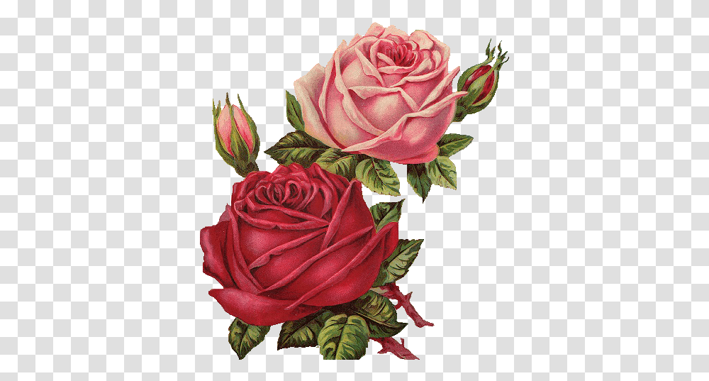 Download Red Rose Clipart Vintage Flower Image Red Roses Vintage, Plant, Blossom, Petal, Flower Arrangement Transparent Png
