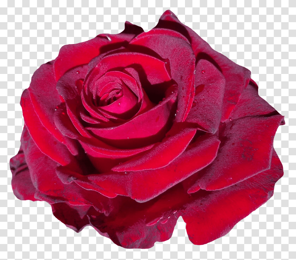 Download Red Rose Flower Image For Free Rose Single Flower Pink, Plant, Blossom Transparent Png