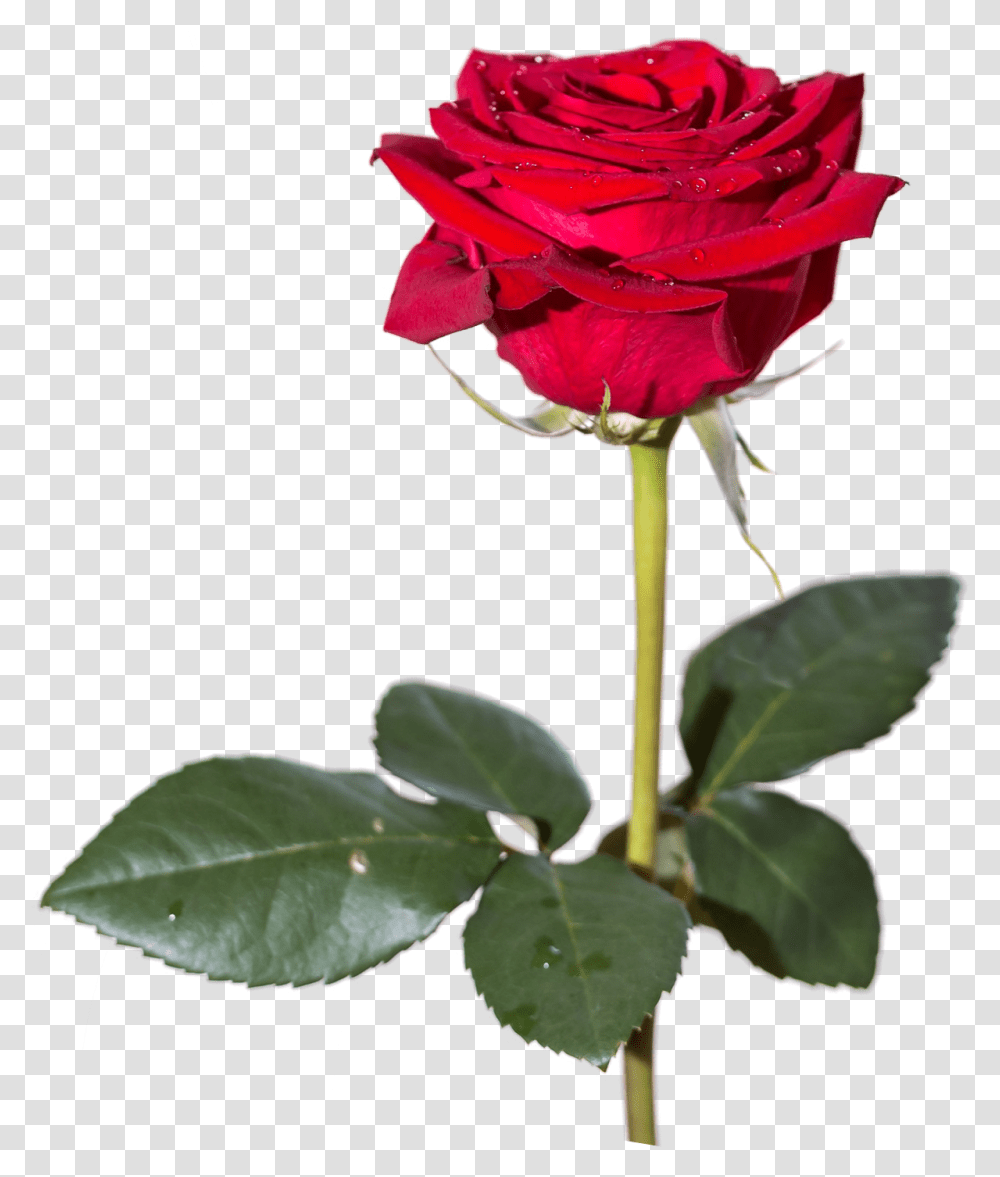 Download Red Rose Hd 378 Sr Editing Zone, Flower, Plant, Blossom, Leaf Transparent Png