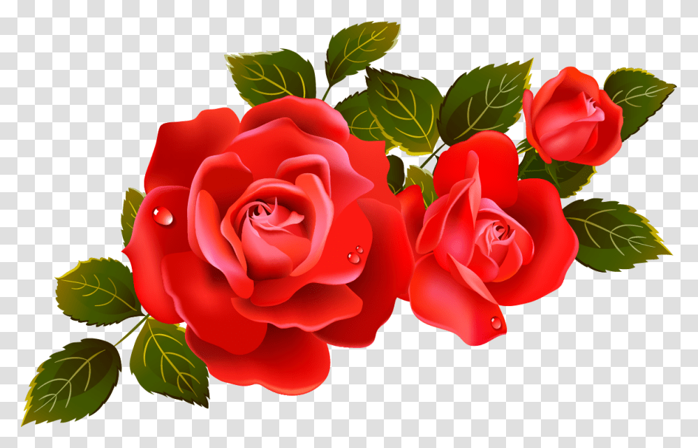 Download Red Rose Image For Rose Flower Vector, Plant, Blossom, Petal Transparent Png