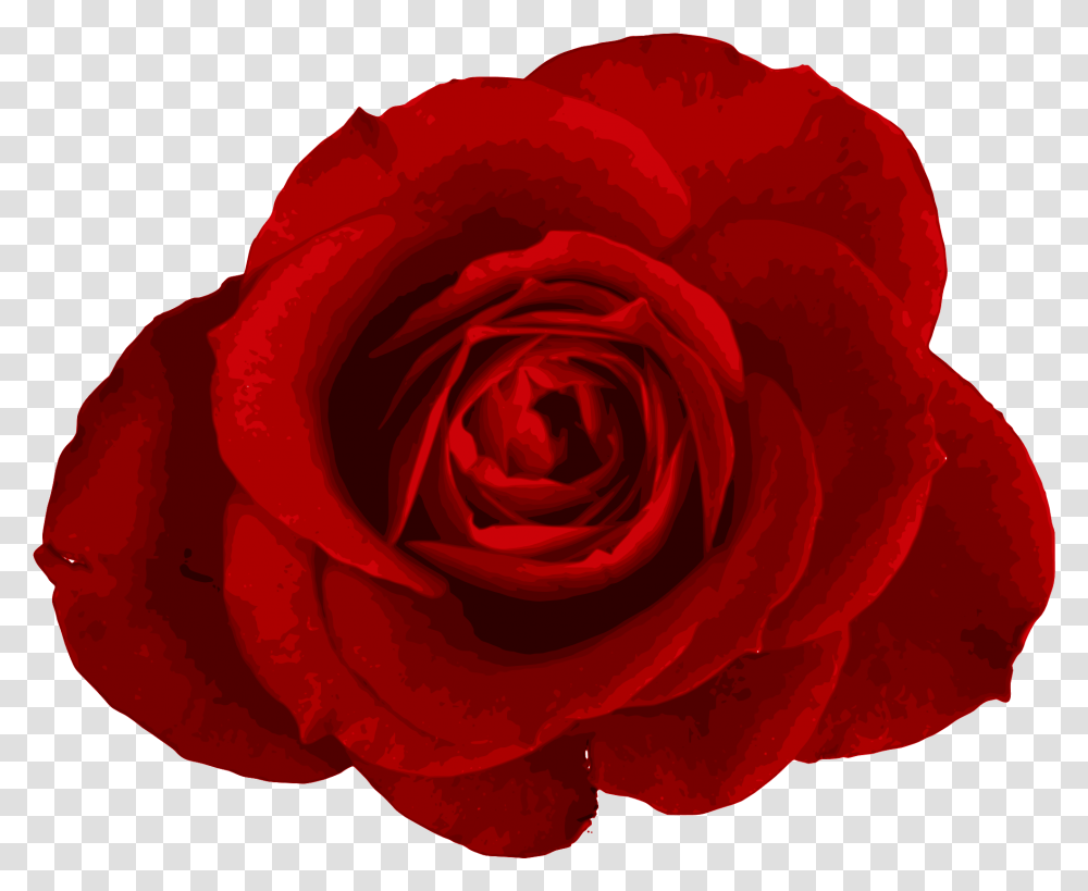 Download Red Rose Images Background Flower, Plant, Blossom, Petal, Geranium Transparent Png