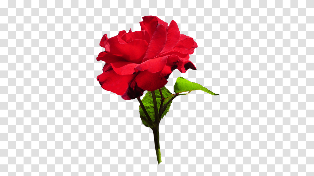 Download Red Rose With Green Leaves Velvet Rose Full Wedding Flowers And Rings, Plant, Blossom, Flower Arrangement, Petal Transparent Png