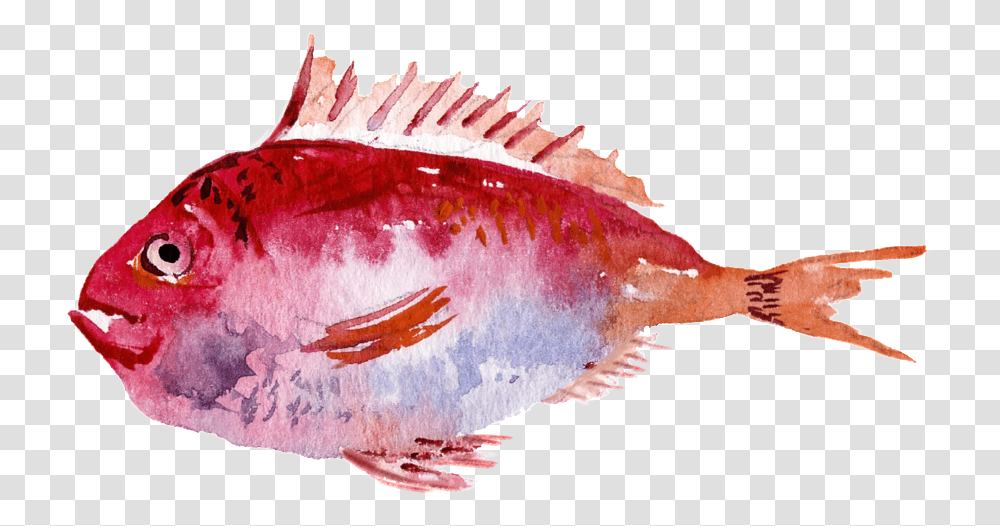 Download Red Watercolor Hand Painted Goldfish Watercolor Painting, Animal, Sea Life, Aquatic, Rock Beauty Transparent Png