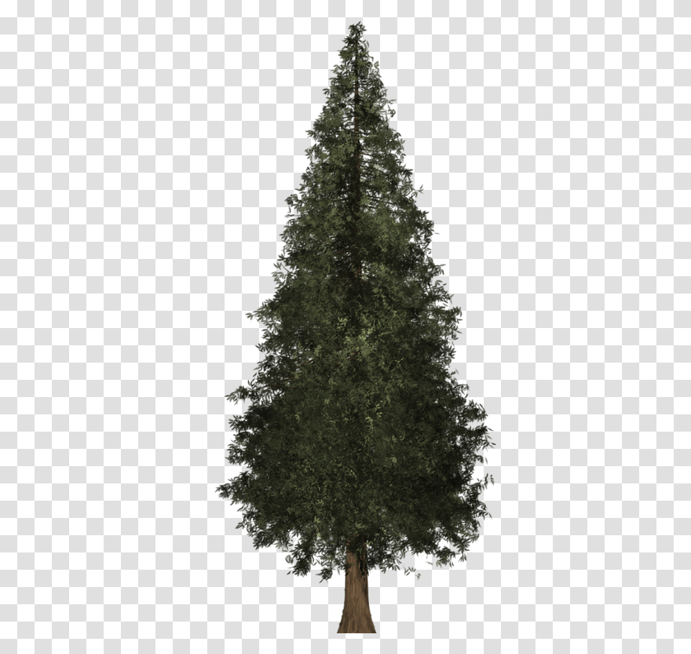 Download Redwood Tree Image Freeuse Boreal Conifer, Plant, Christmas Tree, Ornament, Pine Transparent Png