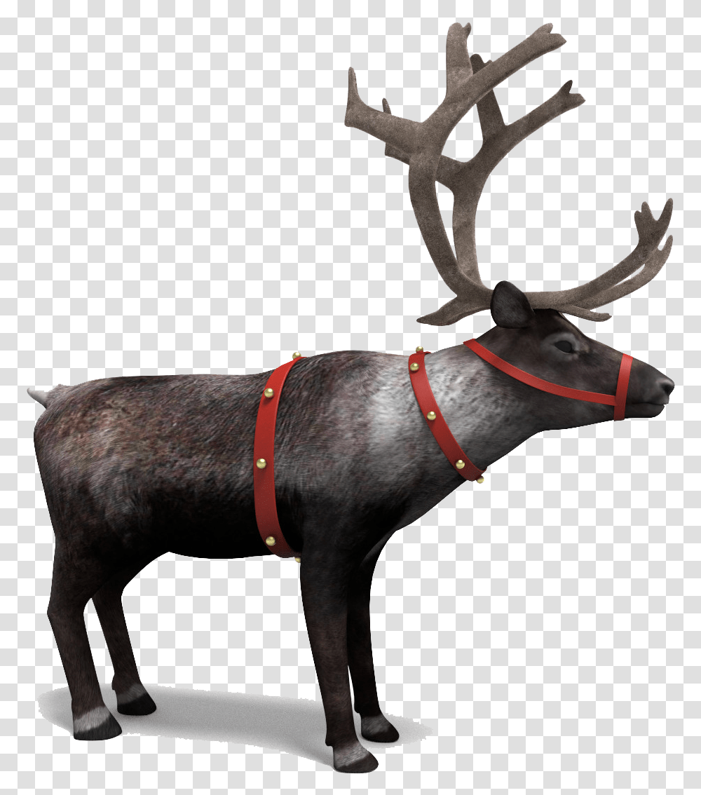 Download Reindeer Picture Reindeer, Wildlife, Mammal, Animal, Elk Transparent Png