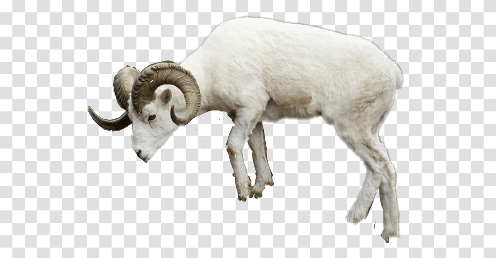 Download Report Abuse Sheep Image With No Background Ram Animal Background, Mammal, Wildlife, Goat, Mountain Goat Transparent Png