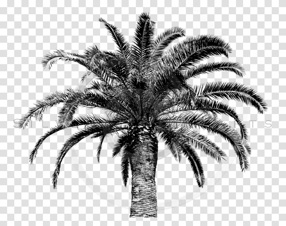 Download Retro Palm Tree Tree Vintage Image Palm Trees, Spiral, Coil Transparent Png