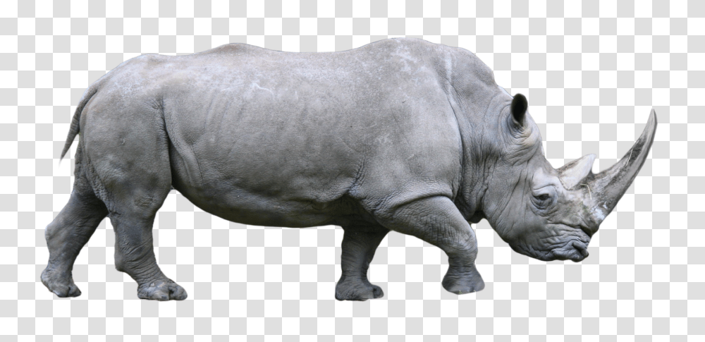 Download Rhino Image With No Rhino, Mammal, Animal, Wildlife Transparent Png