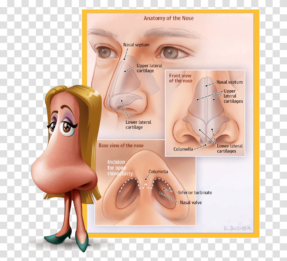 Download Rhinoplasty Commonly Known As Scar Tissue After Rhinoplasty, Skin, Face, Person, Human Transparent Png