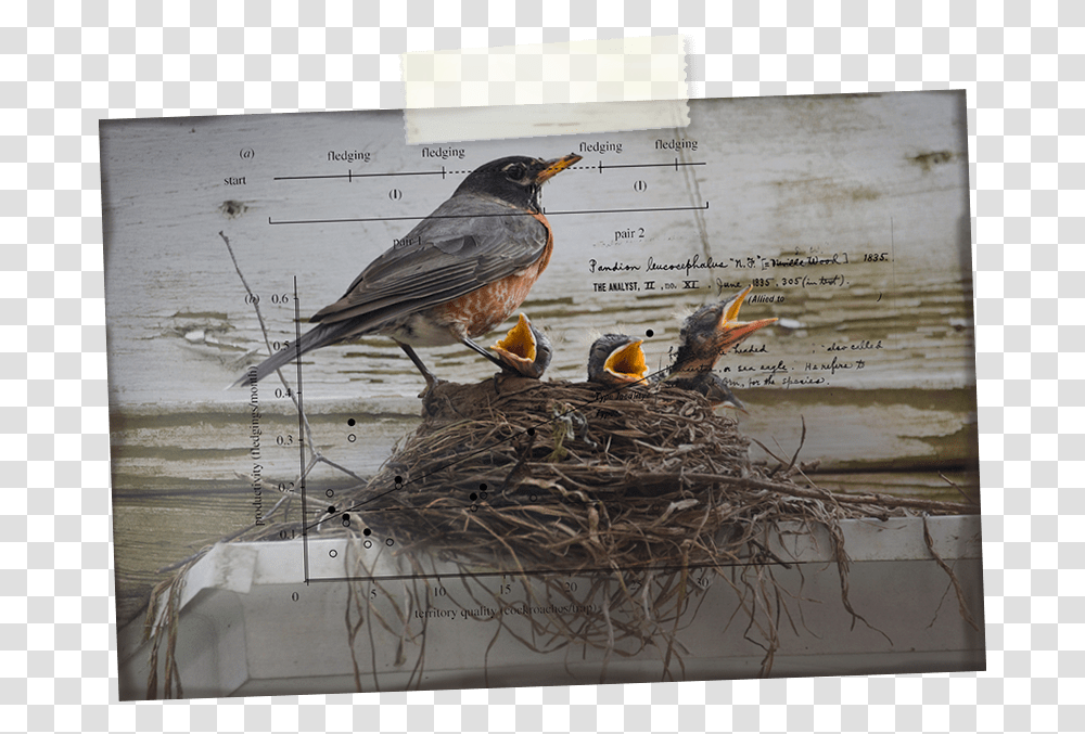 Download Robin Hd Western Meadowlark, Bird, Animal, Nest, Bird Nest Transparent Png