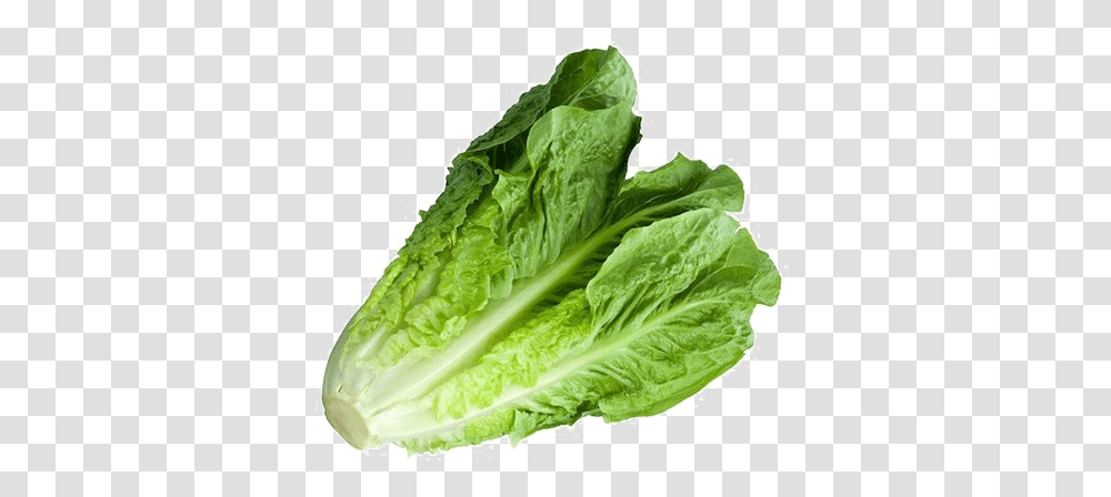 Download Romaine Lettuce Image With Cos Lettuce, Plant, Vegetable, Food Transparent Png