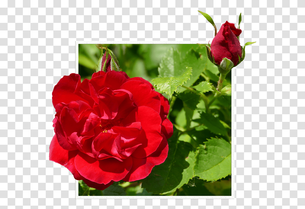Download Rosas Rojas Hybrid Tea Rose Full Size Blahoelania K Meninm Facebook, Geranium, Flower, Plant, Blossom Transparent Png