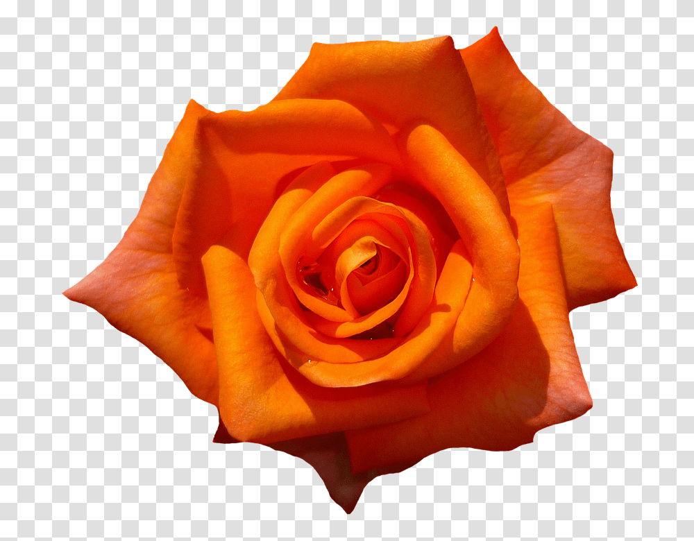 Download Rose 1385970 960 720 Orange Rose Botanical Name Of Rose, Flower, Plant, Blossom, Person Transparent Png