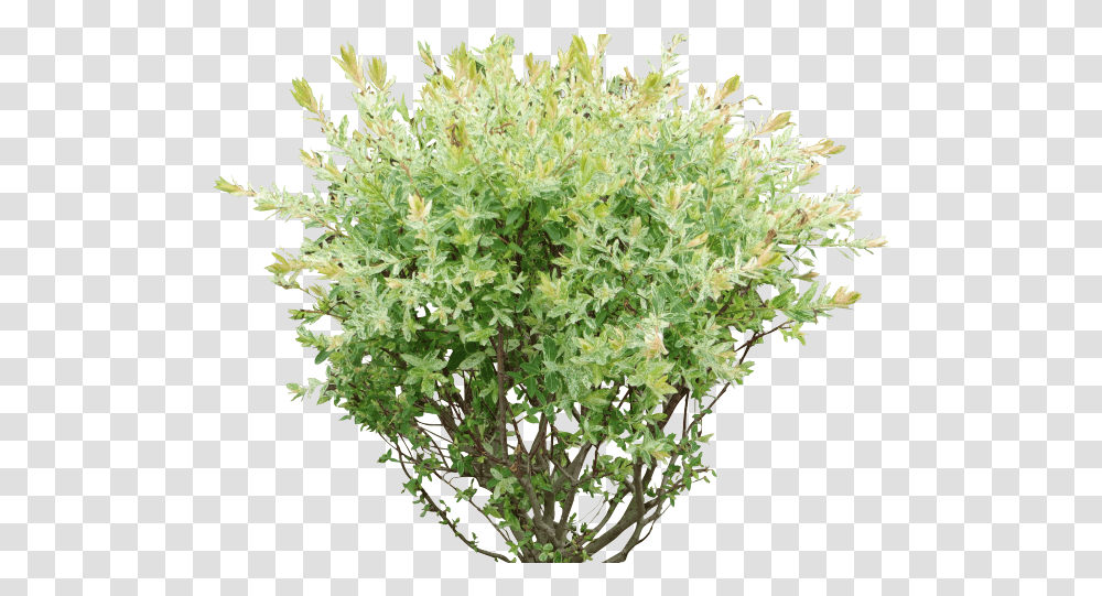 Download Rose Bush Clipart Shrubbery Flower Background Bush, Potted Plant, Vase, Jar, Pottery Transparent Png
