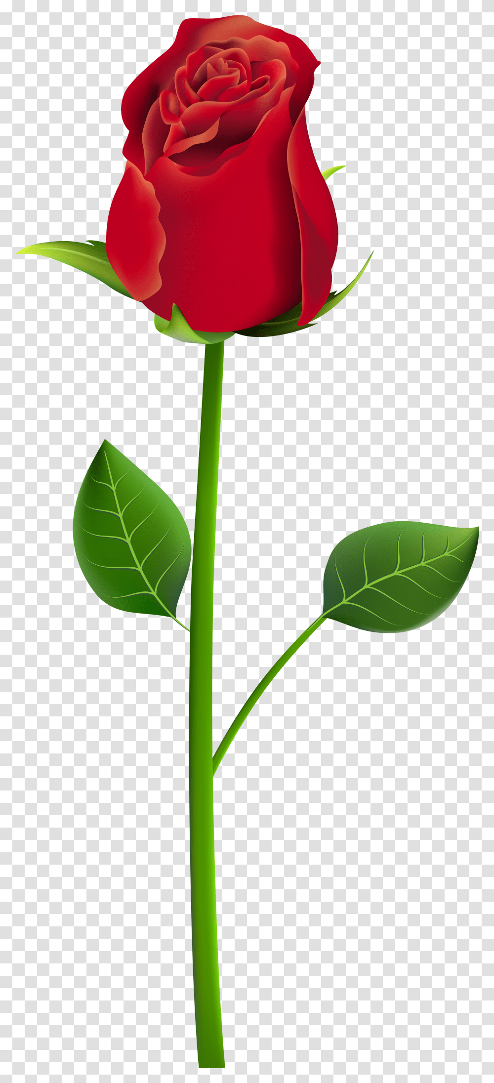 Download Rose Clip Art Rose Flowers Picsart, Plant, Blossom, Leaf, Petal Transparent Png