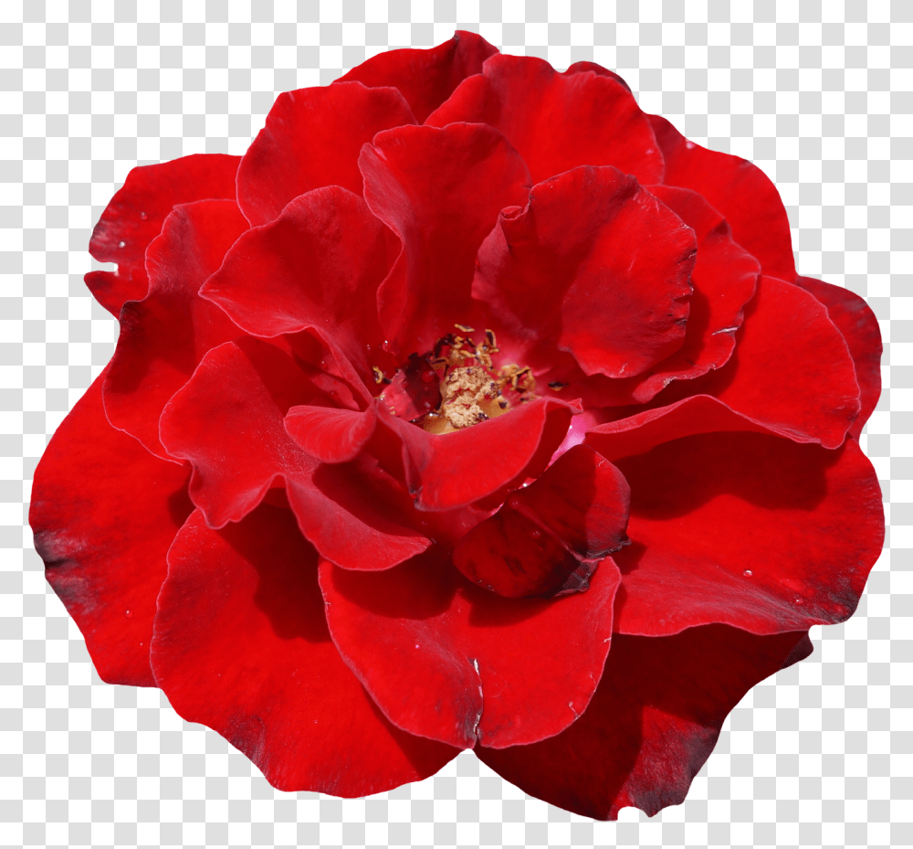 Download Rose Flower Image For Free Real Red Flower, Geranium, Plant, Blossom, Petal Transparent Png