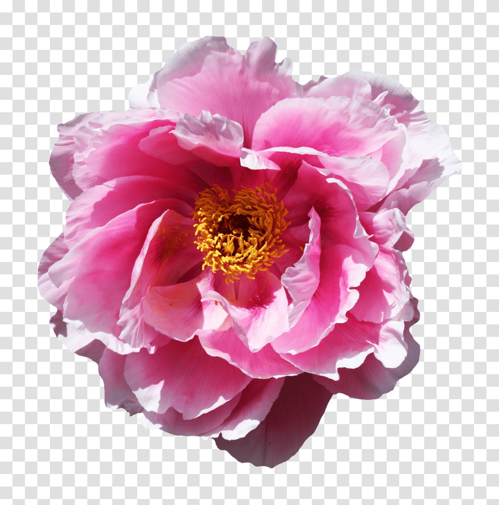 Download Rose Flower Image Real Peony, Plant, Blossom, Flower Arrangement, Carnation Transparent Png