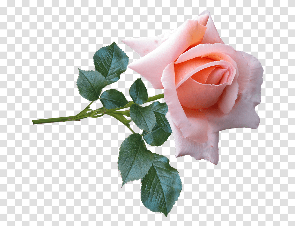 Download Rose Flower Stem Garden Nature Rose Of Nature Rose In Nature, Plant, Blossom Transparent Png