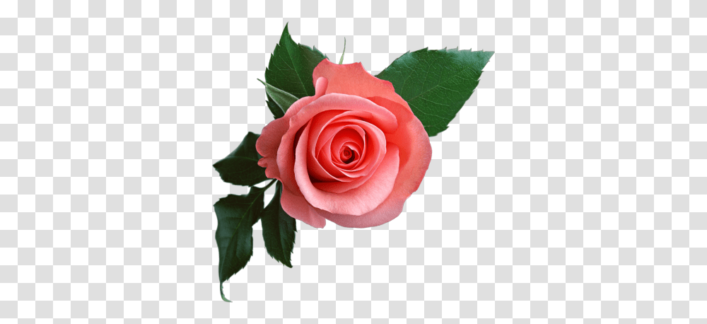 Download Rose Free Image And Clipart, Flower, Plant, Blossom, Petal Transparent Png