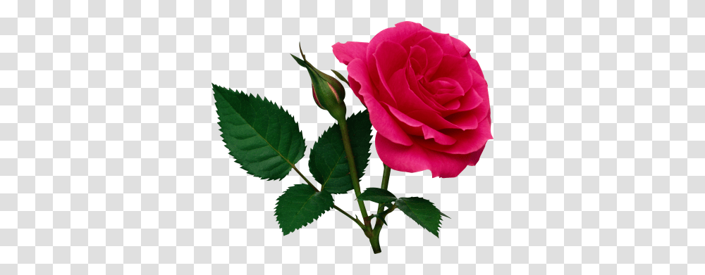 Download Rose Free Image And Clipart, Flower, Plant, Blossom, Petal Transparent Png