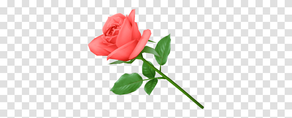 Download Rose Free Image And Clipart, Flower, Plant, Blossom, Petal Transparent Png