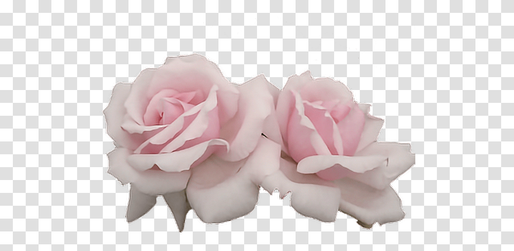 Download Rose Pink Two Tumblr Editpng Pngedit Pink Rose Aesthetic, Flower, Plant, Blossom, Petal Transparent Png