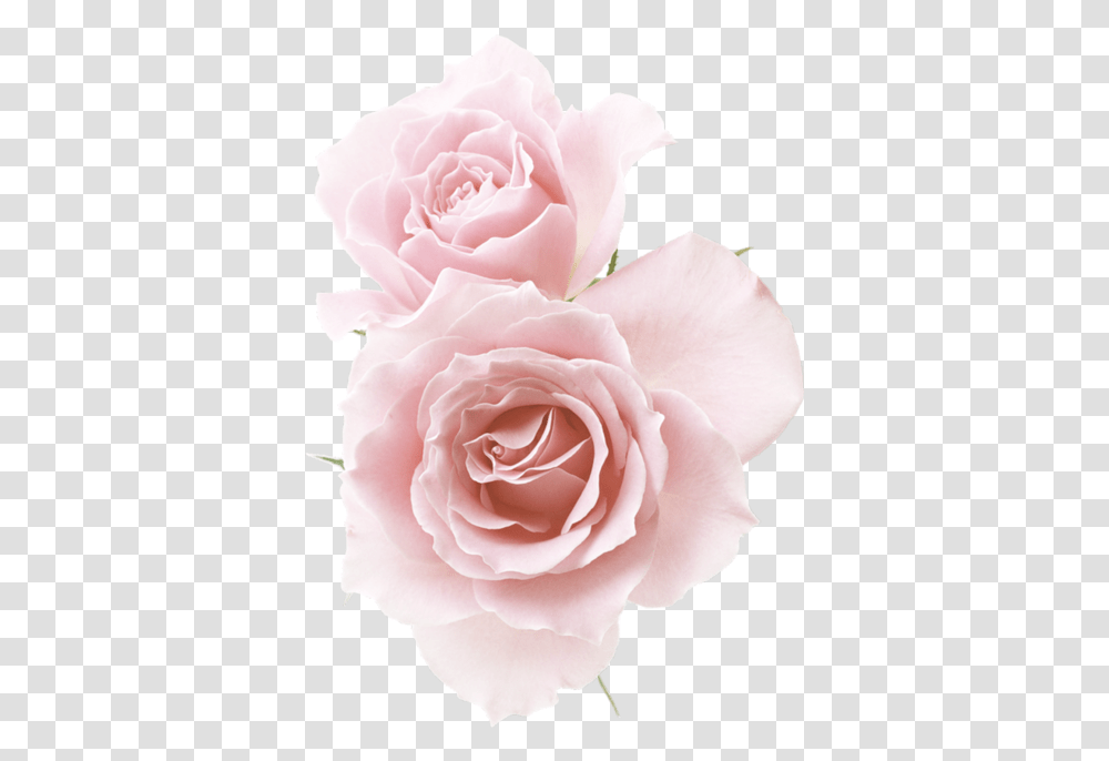 Download Rose Red Flowers Pink Roses Flower Images Light Pink Flowers, Plant, Blossom, Petal, Carnation Transparent Png