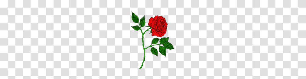 Download Rose Tattoo Free Photo Images And Clipart Freepngimg, Flower, Plant, Blossom, Petal Transparent Png