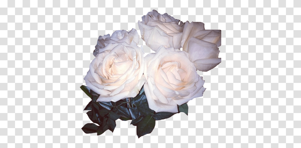 Download Rose Whiterose Flower Sticker White Rose Aesthetic, Plant, Blossom, Petal, Geranium Transparent Png