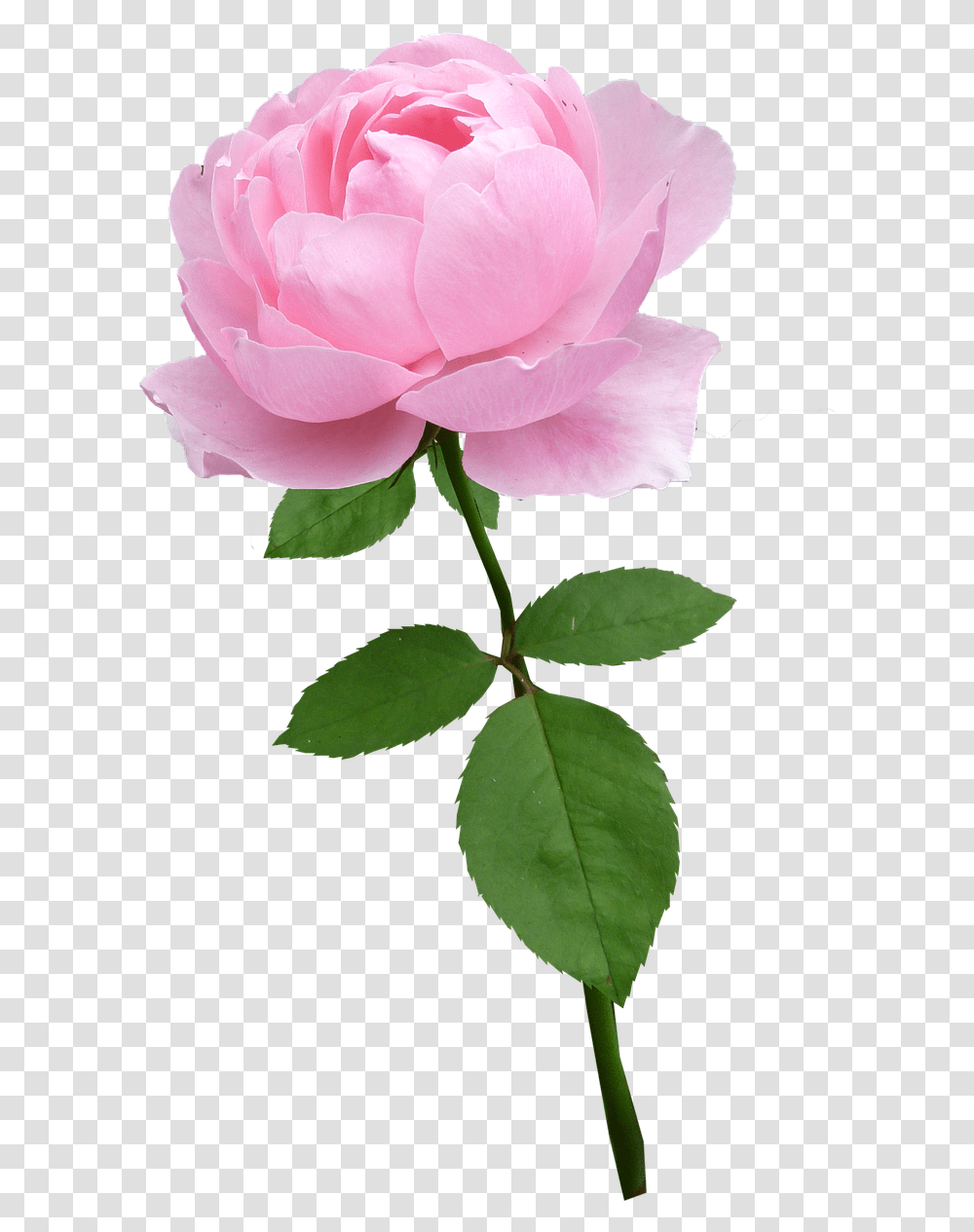 Download Rosestempale Pinkflowerbloomfree Pictures Flower With Stem, Plant, Blossom, Petal, Leaf Transparent Png