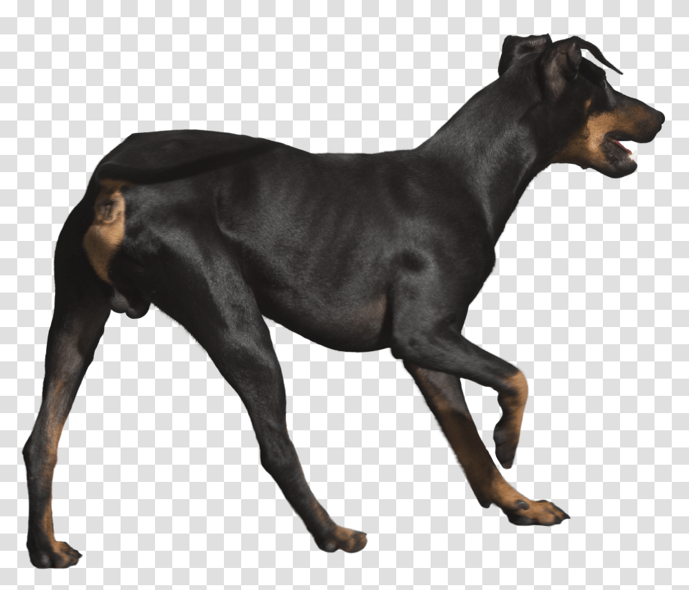 Download Rottweiler File Dobermann, Dog, Pet, Canine, Animal Transparent Png