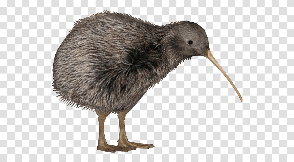 Download Rowi Kiwi Bird Background, Animal, Beak Transparent Png