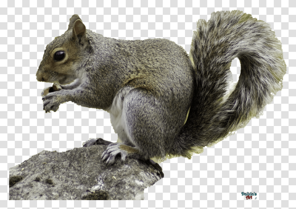Download Running Squirrel Background, Rodent, Mammal, Animal, Bird Transparent Png