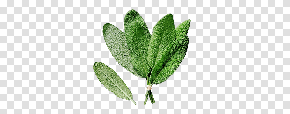 Download Sage Maidenhair Tree, Leaf, Plant, Potted Plant, Vase Transparent Png