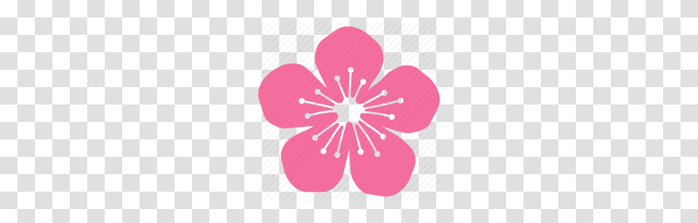 Download Sakura Icon Clipart Cherry Blossom Flower Circle, Plant, Petal, Anther, Hibiscus Transparent Png
