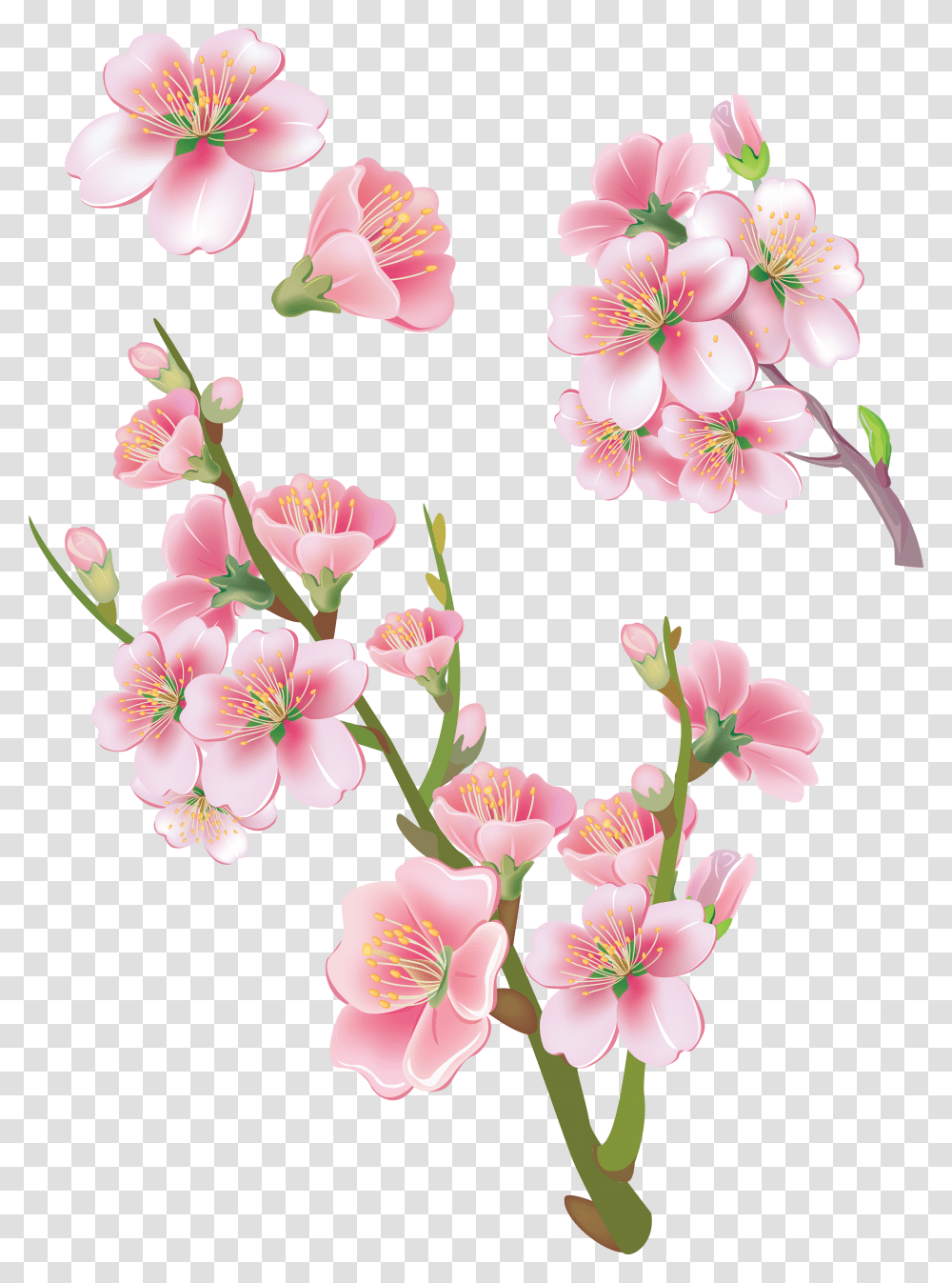 Download Sakura Image With No Bunga Sakura Transparent Png