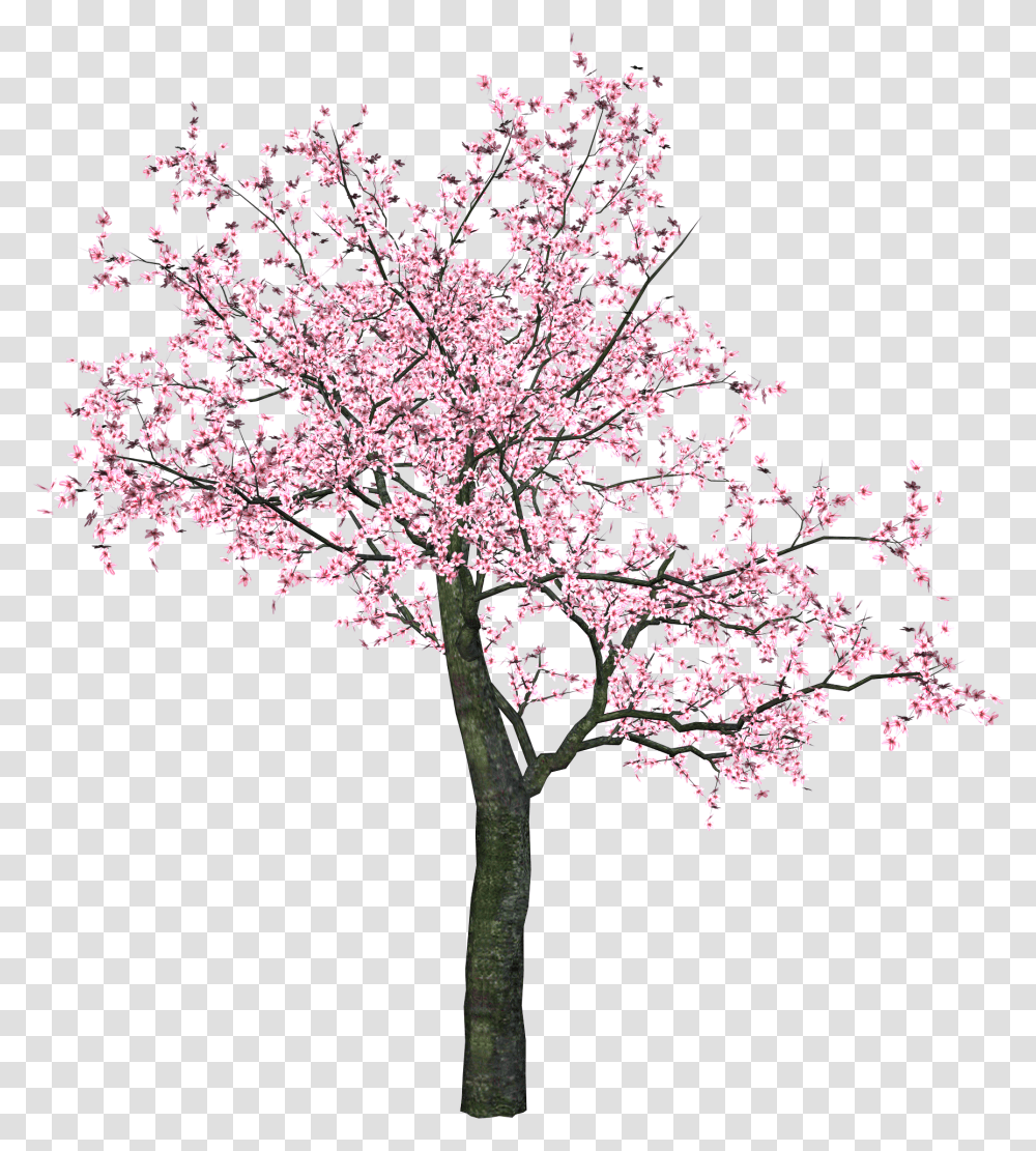 Download Sakura Pink Tree, Plant, Cherry Blossom, Flower, Cross Transparent Png