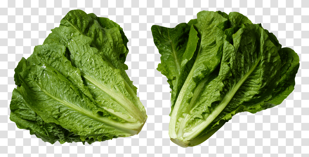 Download Salad Image For Free Green Vegetable, Plant, Food, Lettuce, Cabbage Transparent Png