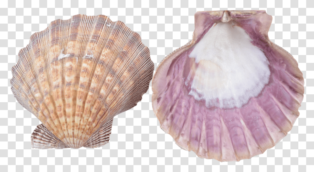 Download Scallop Shell Seashell, Invertebrate, Sea Life, Animal, Clam Transparent Png