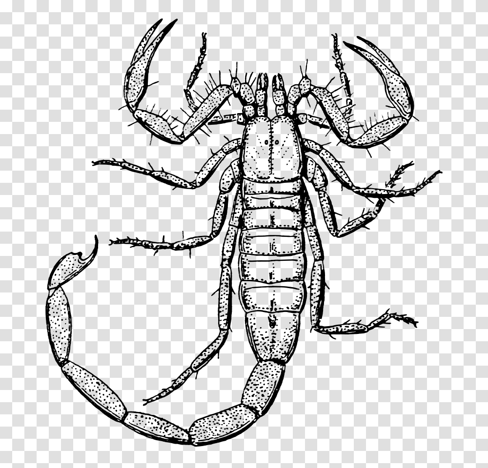 Download Scorpion Clipart, Gray, World Of Warcraft Transparent Png