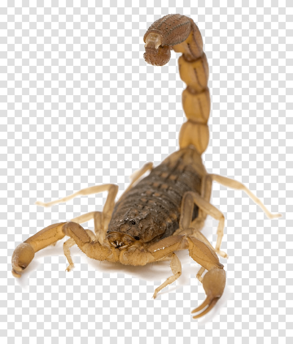 Download Scorpion Picture Scorpion, Invertebrate, Animal Transparent Png