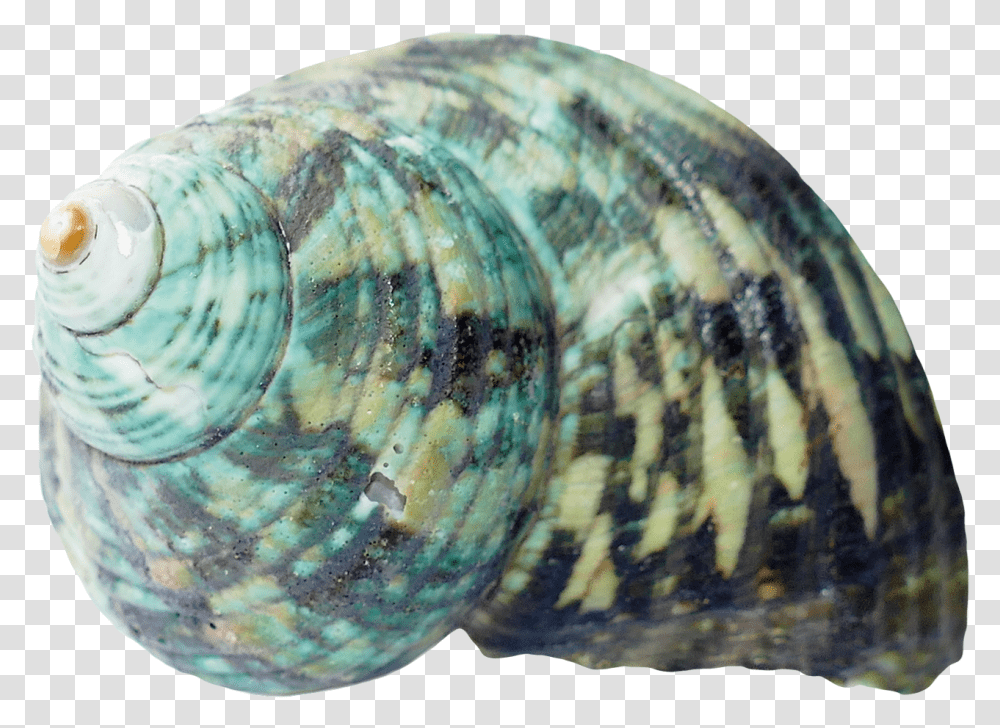 Download Sea Ocean Shell Image For Free Sea Shells Background, Seashell, Invertebrate, Sea Life, Animal Transparent Png